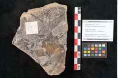 Foto (Objekt + Etikett) von Podocarpus hochstetteri Ettingshausen (NHMW-GEO-2024-0188-10114)